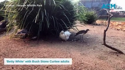Betty White at Oakvale Wildlife Park - Newcastle Herald
