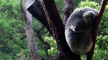 Concrete Jungle III - I Saw it from Below | movie | 2022 | Official Trailer