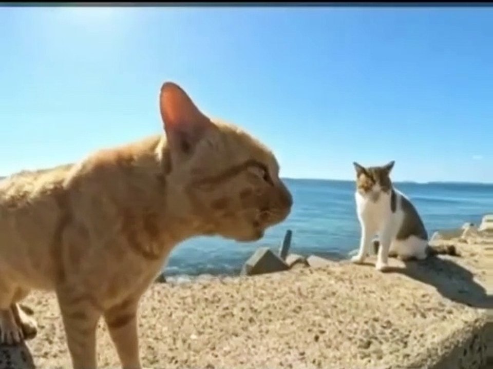 Funny cat dog animal videos on Instagram Tiktok #shorts #funnyanimals #مضحك