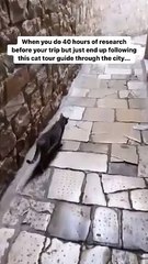 Funny cat dog animal videos on Instagram Tiktok #shorts #funnyanimals #مضحك