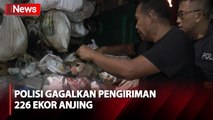 Polrestabes Semarang Gagalkan Pengiriman 226 Ekor Anjing ke Solo, Diduga untuk Dijagal