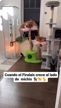 Firulais alias el michi