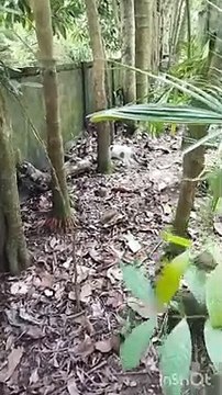 how can i improve IELTS Speaking module.#ielts #ieltsspeaking #tipsandtricks #shortsvideo #bd