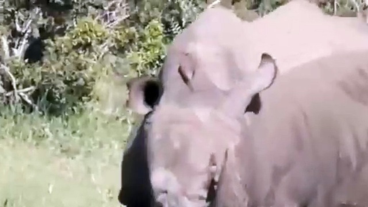 CRAZY RHINO