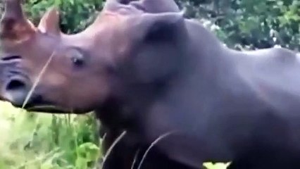 A RHINO CRASHED A JEEP