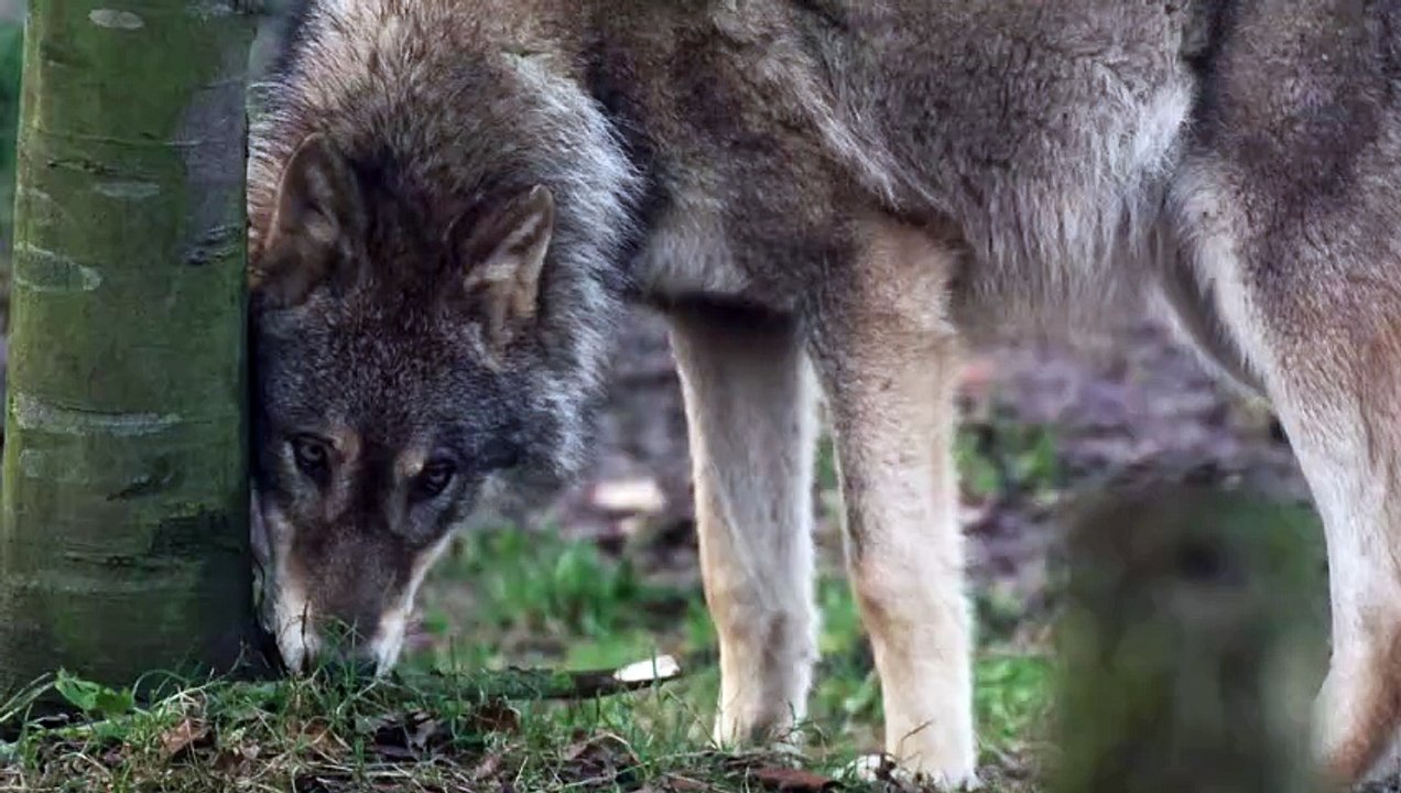 WOLF IN SHEEP'S CLOTHING