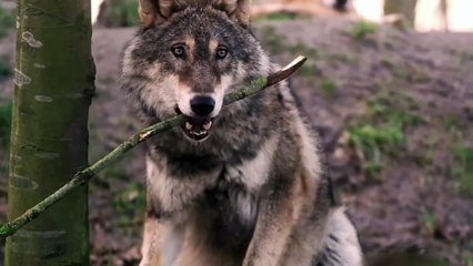 WOLVES EAT WOOD STICKS