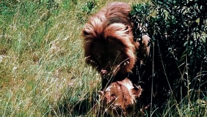 A LION GIVES BIRTH TO A BUFFALO CAB