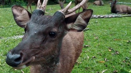 THE DEER WAS CRYING ABOUT HIS MOTHER