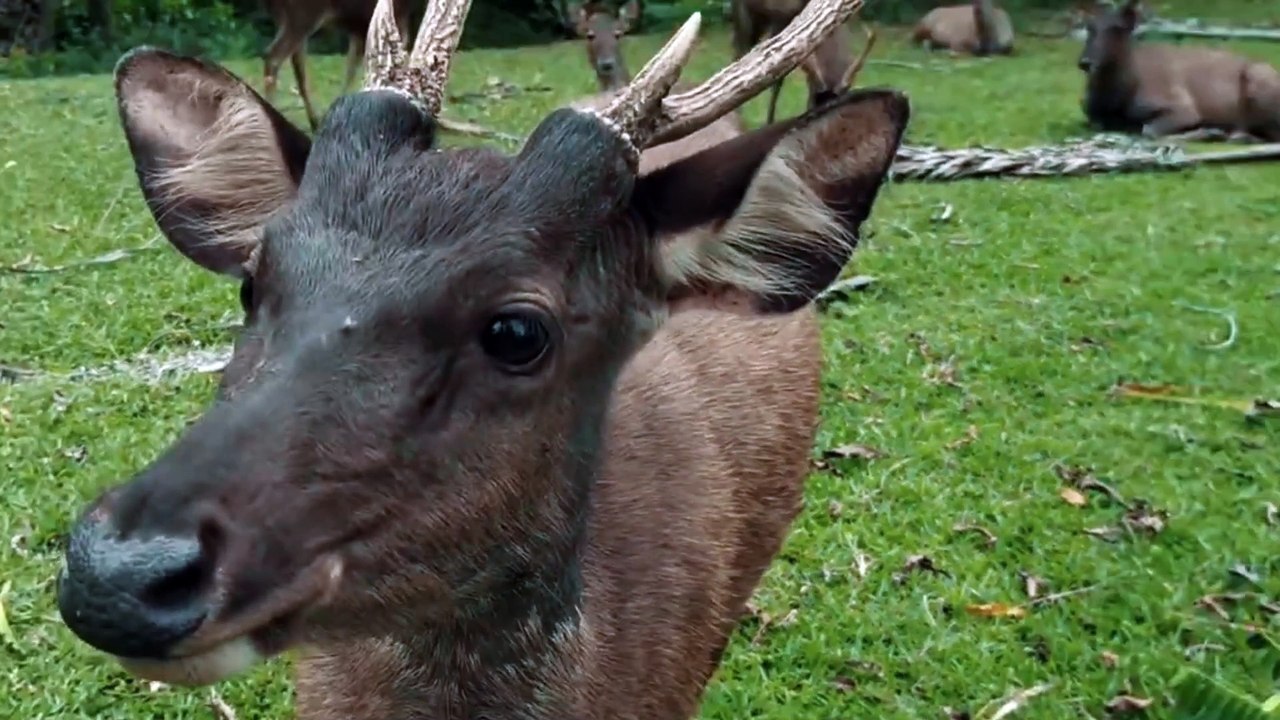 THE DEER WAS CRYING ABOUT HIS MOTHER