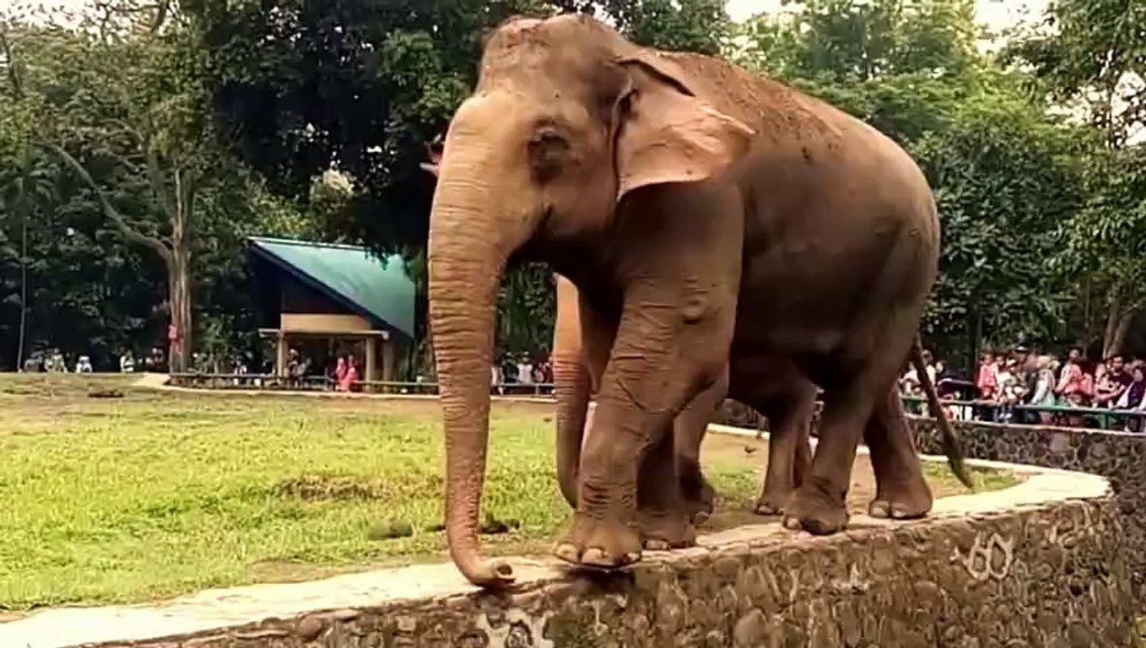 CUTE WAGGING ELEPHANT