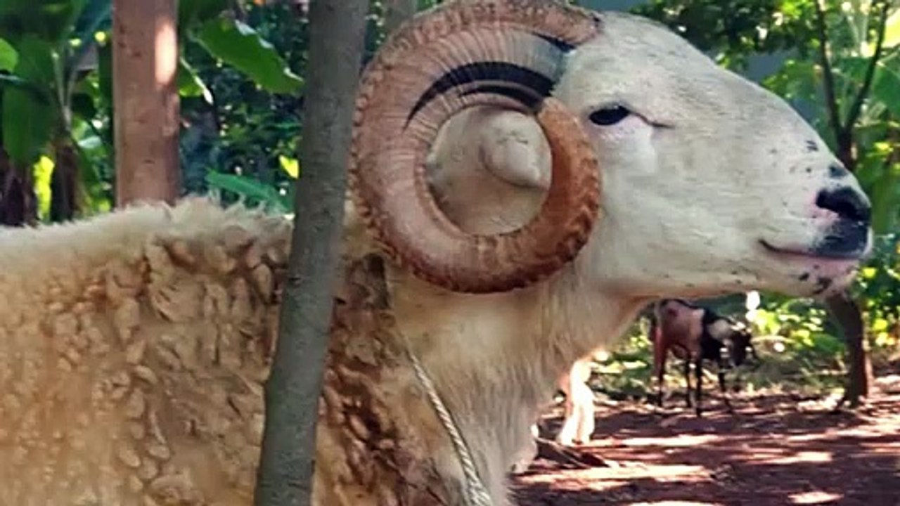 THE GOAT IS CRYING
