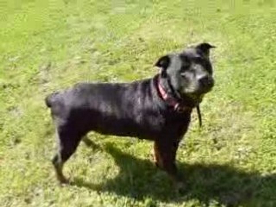 Chien ch'tis  rothweiller