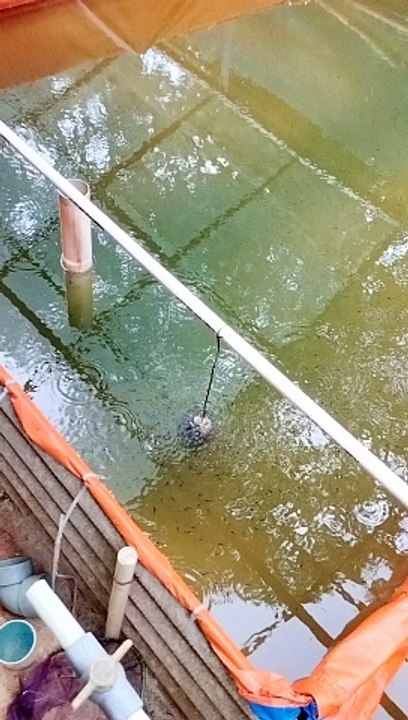 Begini cara saya memberikan pakan PASTA untuk larva lele