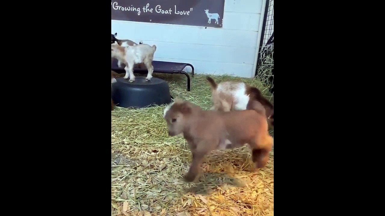 New Funny Animals  Funniest Cats and Dogs Videos