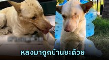 น้องหมาหนีเสียงพลุ วิ่งหลงเข้าบ้านคนใจดี ทุกคนเอ็นดูจับแปลงโฉมเป็นคุณหนู