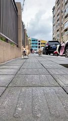 Dog cuteness 