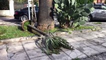 Forte vento, alberi caduti e auto danneggiate a Palermo