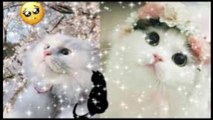 The most beautiful and wonderful cats in the world. Watch your favorite cat