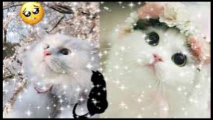 The most beautiful and wonderful cats in the world. Watch your favorite cat