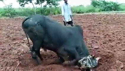 जल्लीकट्टू 2024 में शक्तिशाली बैल को वश में करने के लिए तैयार हैं युवक