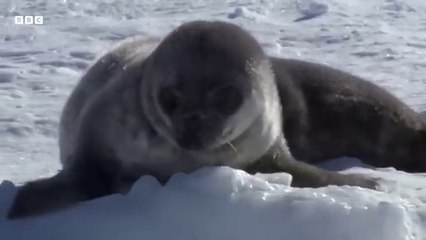 Two-Week-Old Seal Learns to Swim - Animal Super Parents - BBC Earth