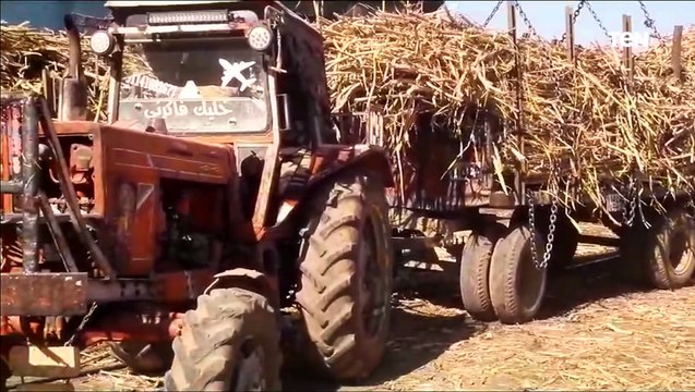 كاميرا TeN ترصد توريد محصول القصب إلى مصنع السكر بأسوان