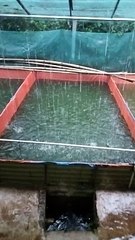 Hujan deras, no problem, ikan tetap aman