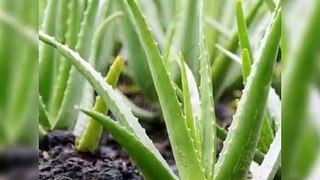 Amazing Aloe Vera Plant