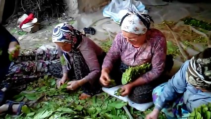 Türkü Eşliğinde Tütün Dizme