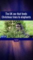 UK zoo feeds Christmas trees to elephants
