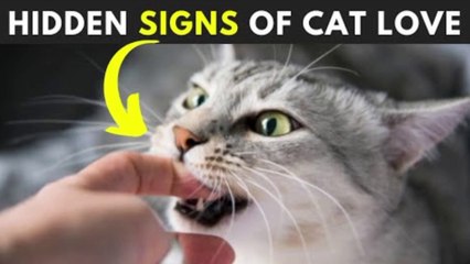 12 Secret Signs Your Cat Loves You But You Don't know