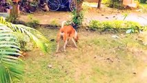 Langoor And Dog Fight, Langoor Fight Video, Mankey Video, Bandar Shorts, Animals Video#Animalsvideo#Mankeyvideo