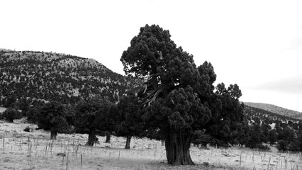 Sou oficial de busca e resgate do Serviço Florestal dos EUA, e tenho algumas histórias para contar 6