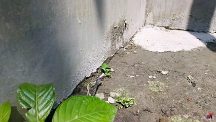 Baby snake wants to go out