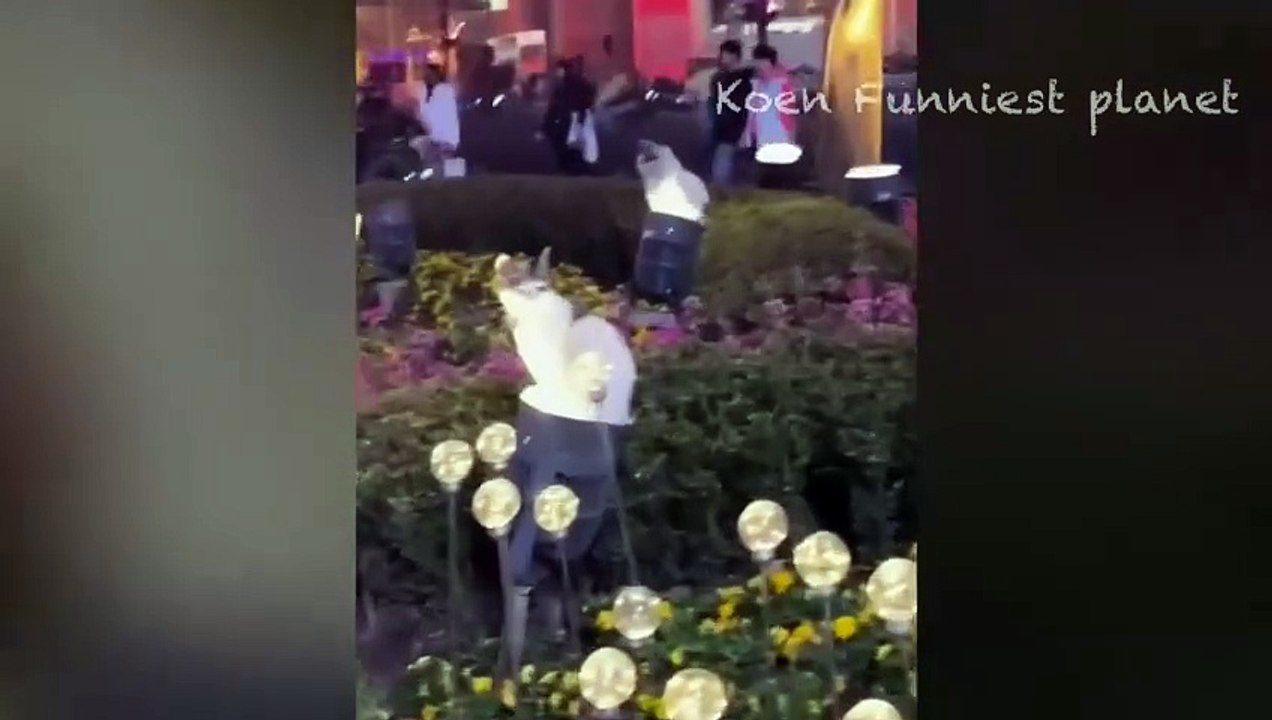 Funny Dogs And Cats Videos 2024  - Best Funniest Animal Videos Of The week #1