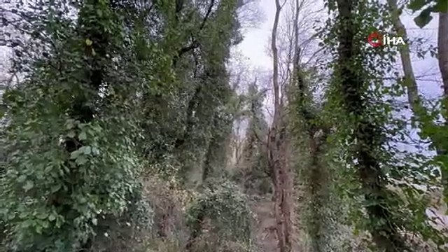 Türkiye'nin ''çok özel'' ormanı: Bu ormana girebilmenin tek bir şartı varTürkiye'nin ''çok özel'' ormanı: Bu ormana girebilmenin tek bir şartı var