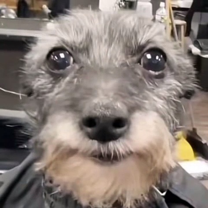 perro feo