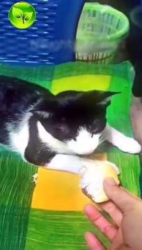 فيديوهات مضحكة جدا _ مواقف تموت من الضحك مقاطع مضحكة قطط وكلاب مضحكة (480P)