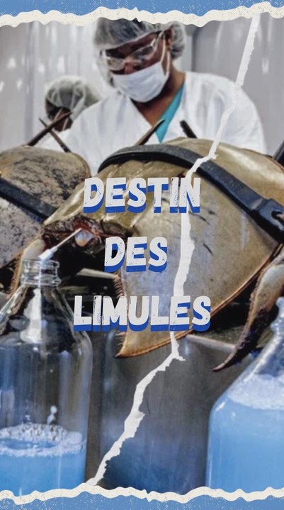 Destin des limules