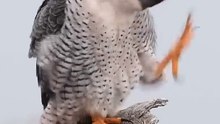 The Fastest Flying Bird In The World