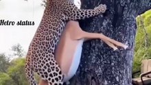 animal discovery