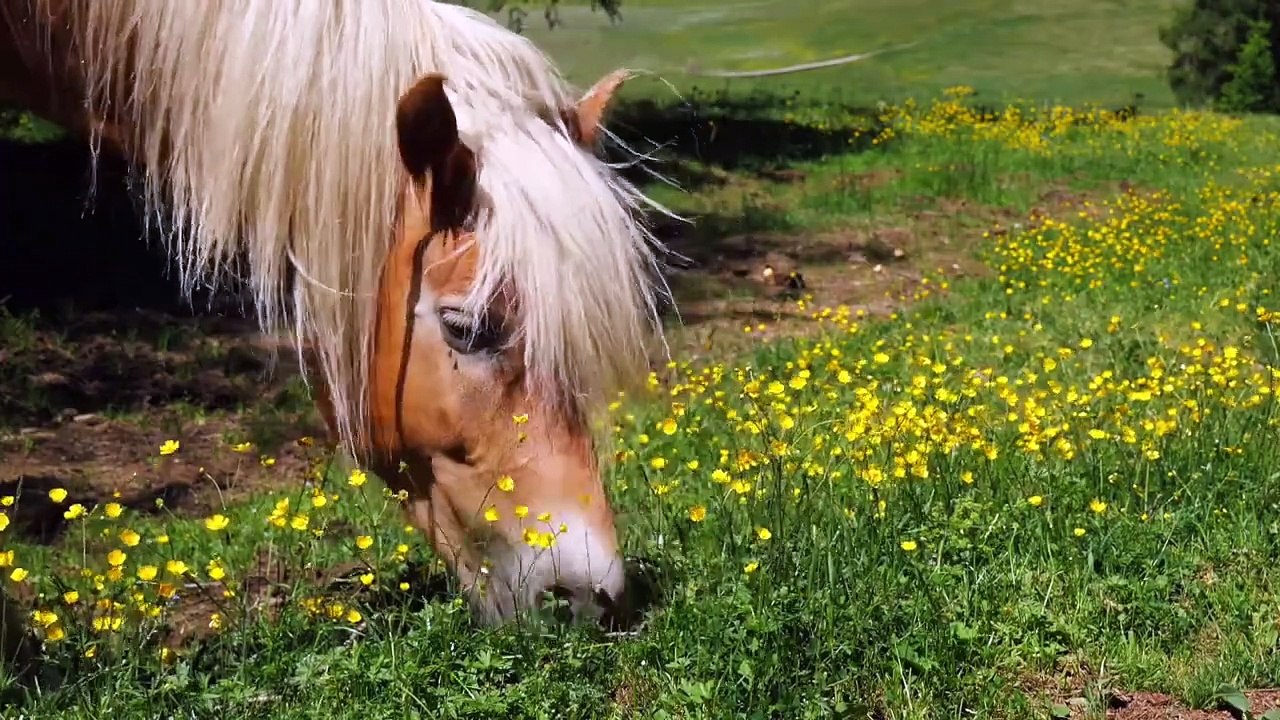 Wildlife - Free Nature animals Videos - No copyright video - Royalty free nature videos