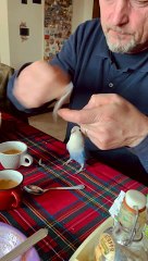 Lovebird Helps Open Sugar Packet
