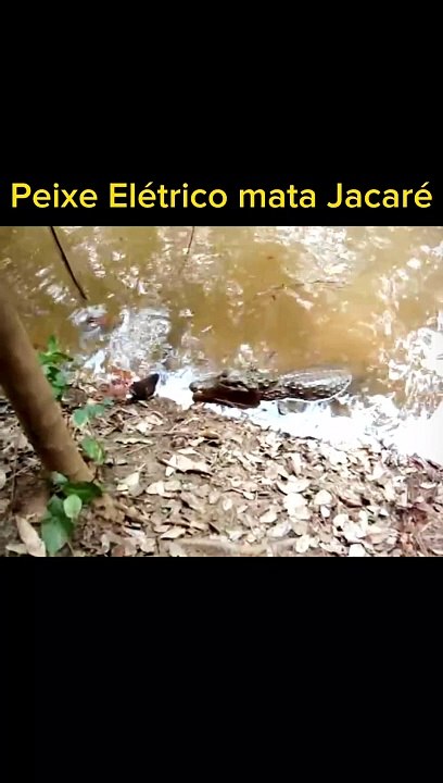 Peixe Elétrico ataca Jacaré