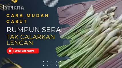 Cara Mudah Cabut Rumpun Serai Tak Calar Tangan