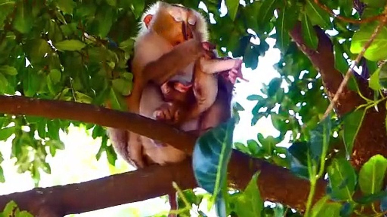 Oh Super!, Adorable Mother Rozy Upside Down Her Tiny Baby On The High Tree (720p_25fps_H264-192kbit_AAC)