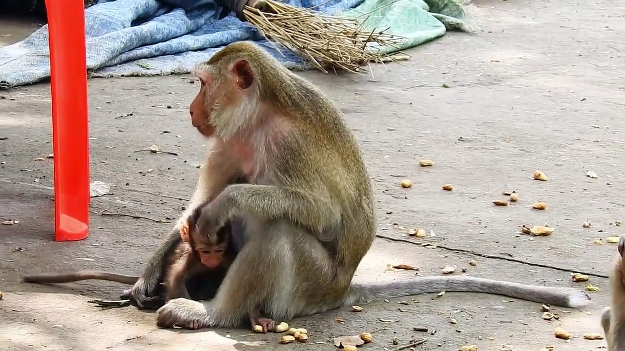 Oh Yummy, TEVA Mom Really Happy That Have Yummy Fruits Given By Human For Eating (720p_25fps_H264-192kbit_AAC)