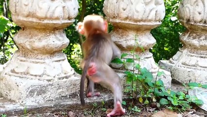 Oh why mistreat baby!, Monaco is too young, he need care from mommy (720p_25fps_H264-192kbit_AAC)