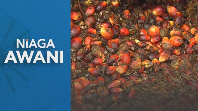 Niaga AWANI: Jangkaan Peningkatan Harga Minyak Sawit Mentah (MSM) Minggu Ini